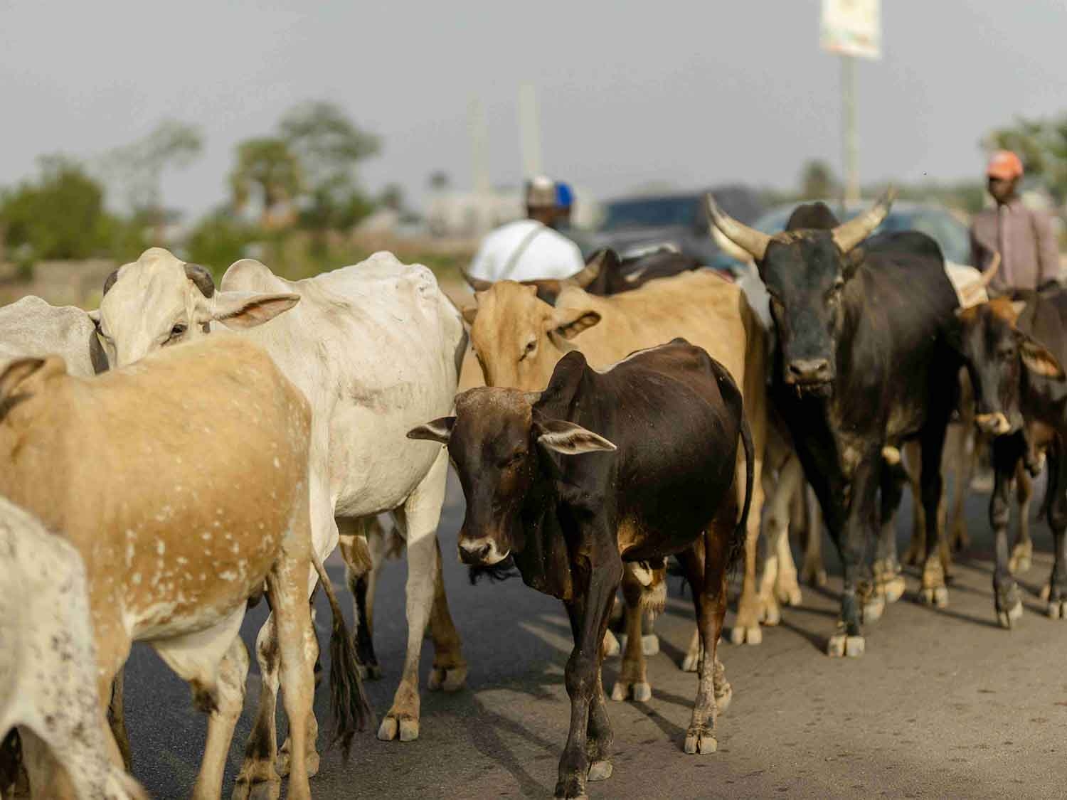 2026 Afrika Kurban Fiyatlarımız Açıklandı