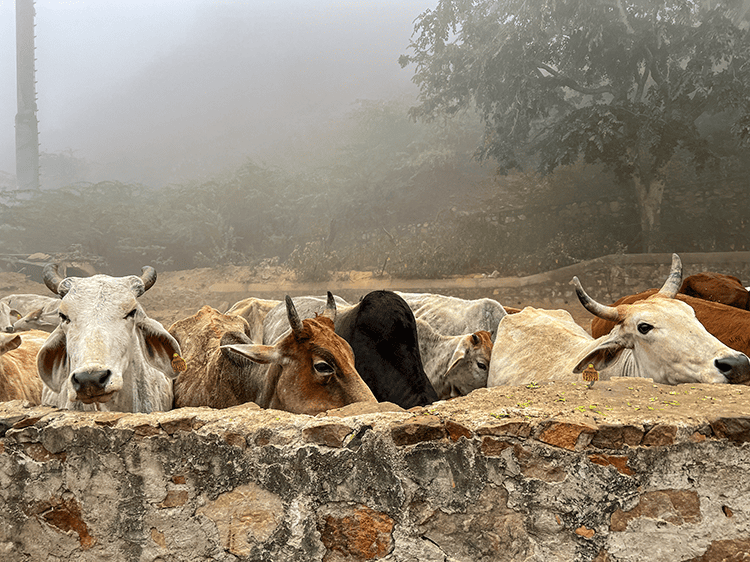 Yurtdışı Adak Kurbanı Fiyatı